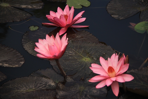 pg电子游戏试玩(模拟器)官方网站 -手机版app下载